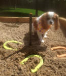 Throwing Horseshoes with a Friend