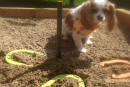 Maisie Playing Horseshoes